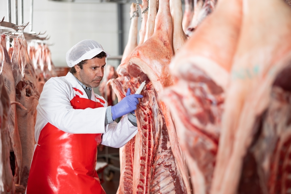 Food processing worker using a digital thermometer to check meat temperature following HACCP food safety procedures